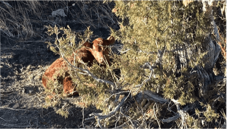 Cattle 3