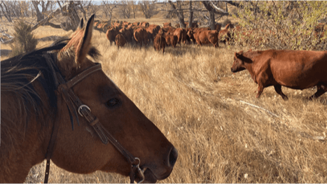 Cattle 2