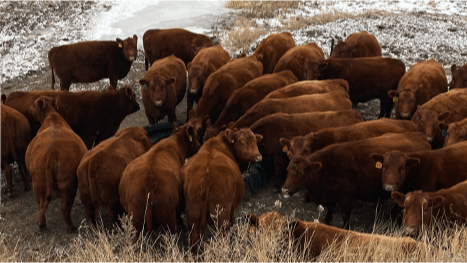 Cattle 1